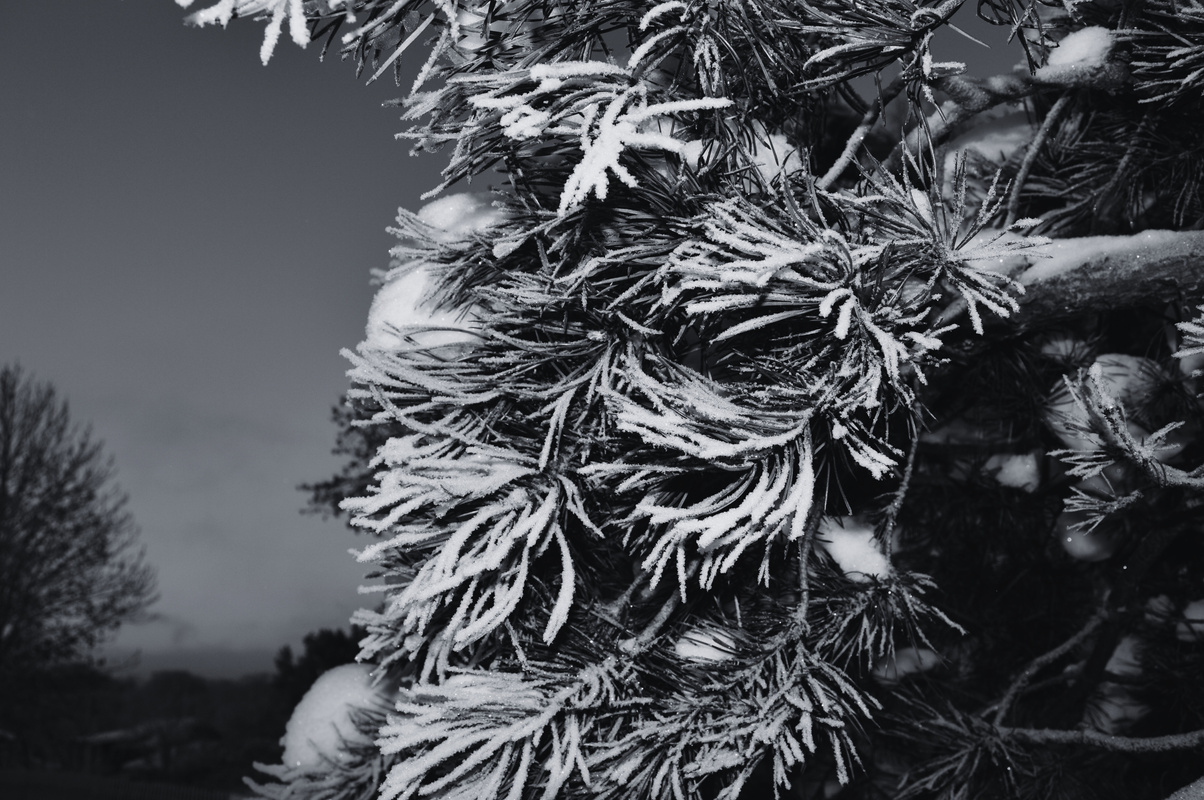 Pine Tree with Snow