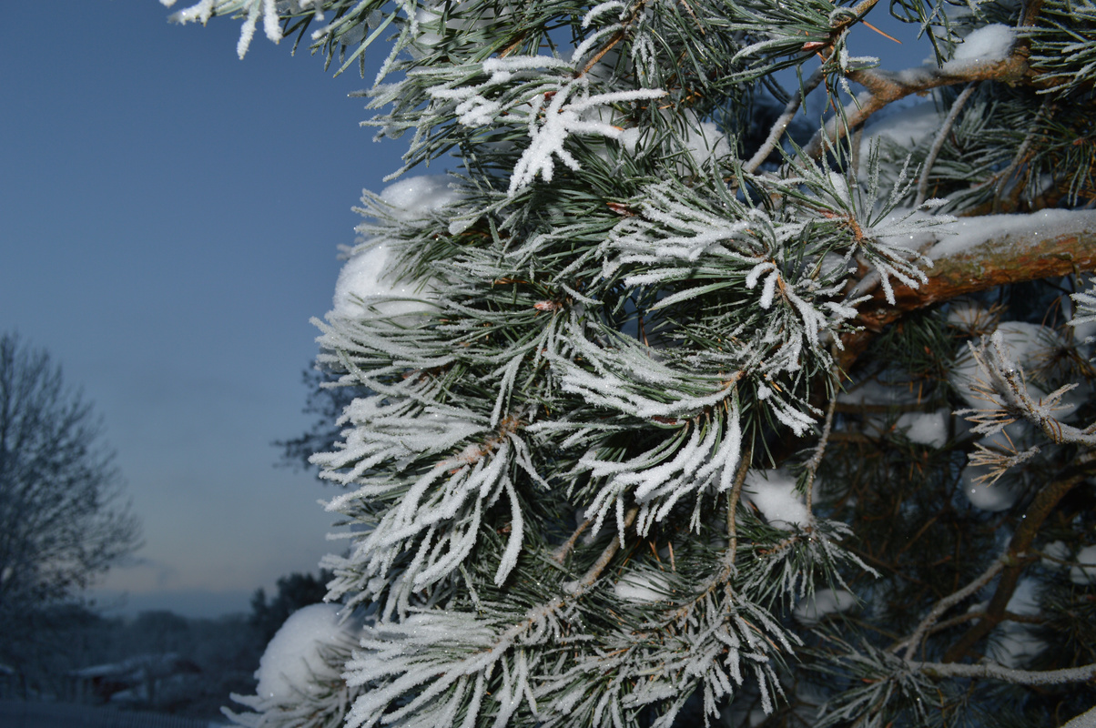 Pine Tree with Snow