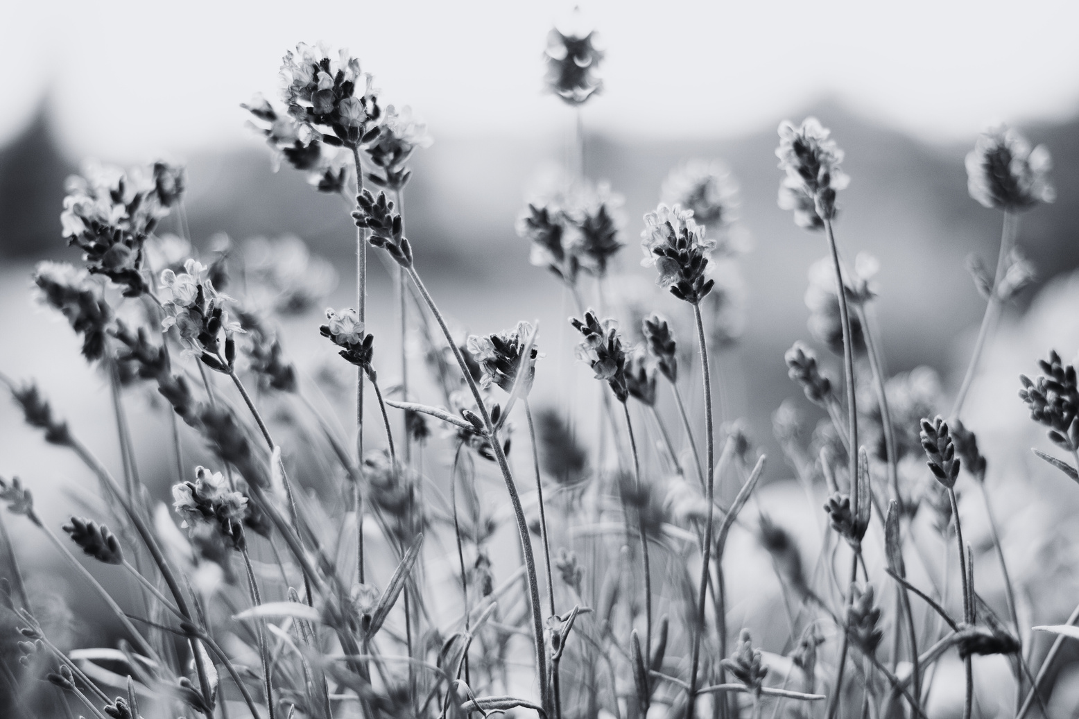 Lavender Flowers in the Field